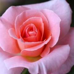 Шевчук  Марина Юрьевна