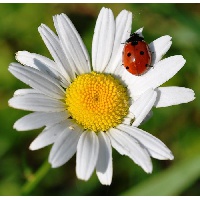 Мышонкова Ирина Викторовна