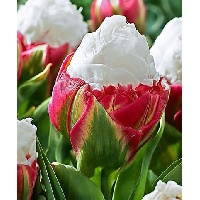 Набиева Татьяна