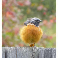 Бабицкая Светлана Владимировна