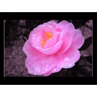 Суслова Ольга Геннадьевна