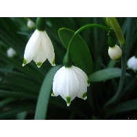 Гараева Зульфия Хамидулловна