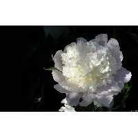 Щербакова Наталья Леонидовна