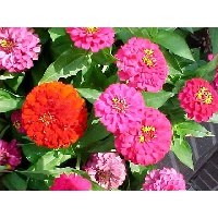 Гоголинская О. Н.