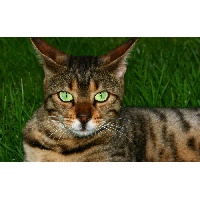 Ценёва Юлия Владимировна