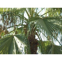 Сафина Дайма Рашитовна