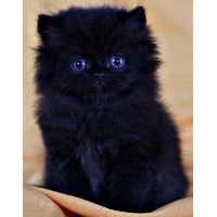 Никонорова Наталья Алексеевна