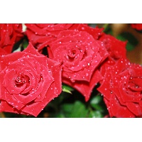 Шалагинова Наталия Владимировна