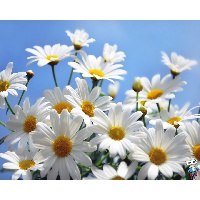 Астафьева Ольга Юрьевна