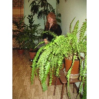 Воронежская Светлана Анатольевна