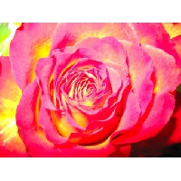 Леонтьева Наталья Николаевна