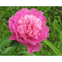 Шемякина Ольга Александровна