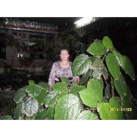 Шайнурова Римма Рашитовна