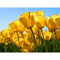 Новикова Галина Александровна