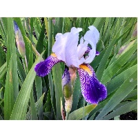 Киселева Татьяна Павловна