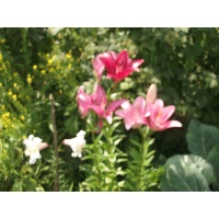 Прохорова Надежда Михайловна