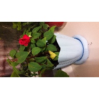 Рябчикова Ирина Анатольевна