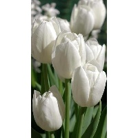 Гилёва Анна Александровна