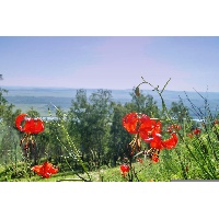 Складнева Диана Александровна