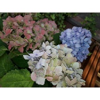 Ильющенко Татьяна Гернольдовна