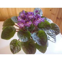 Фазуллина Гульшат Хавиловна