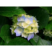 Волкова Наталия Валерьевна