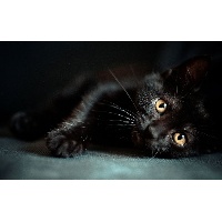 Белосветова Дарья Евгеньевна