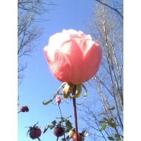 Шевцова Ольга Геннадьевна