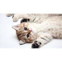 Валеева Алина Ахтямовна