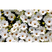 Оксана Зенина