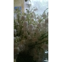 Степанова Юлия Викторовна