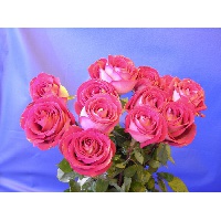 Ельцова Наталия Ивановна