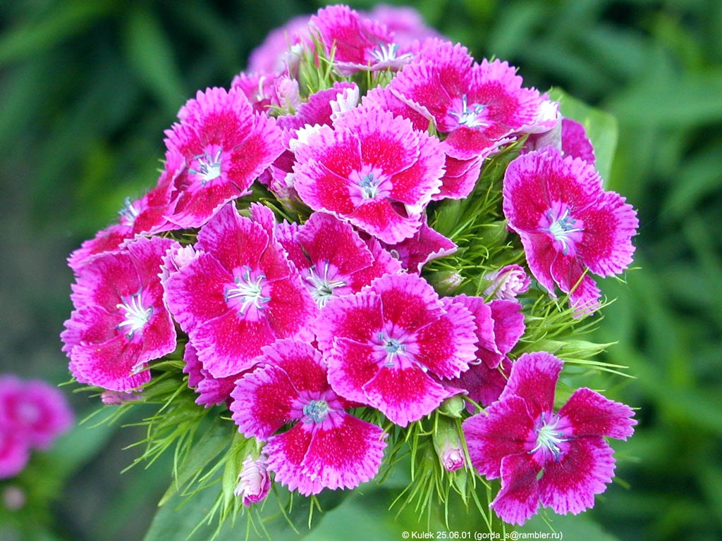 Кашникова Елена Николаевна