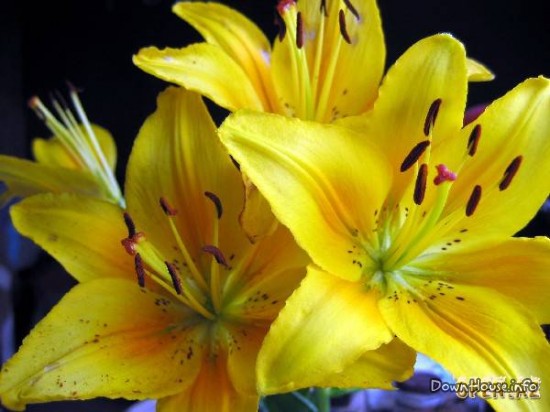 Пирогова Наталья Михайловна