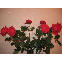 Фёдорова Алевтина Юрьевна