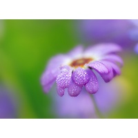 Ахметшина Лейсан Флеровна