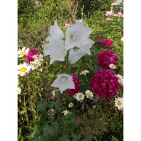 Наталья Станиславовна Меншутина