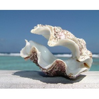 Подколзина Вероника Анатольевна