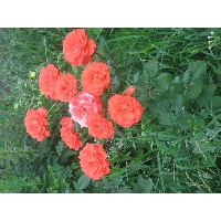 Имангулова Зульфия Гайсовна