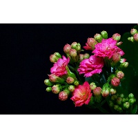 Байдильдаева Анарбуби Султанбековна