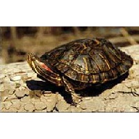 Коваль Марина Генриxовна