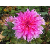 Ахмадуллина Лейля Асгатовна