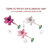 Богуцкая Лилия Николаевна