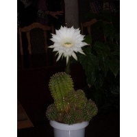 Степанова Вера Евгеньевна