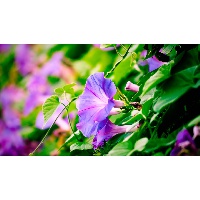 Москвичева Юлия Сергеевна