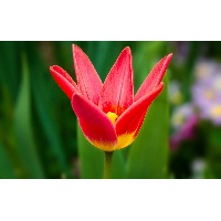 Николаева Светлана Александровна