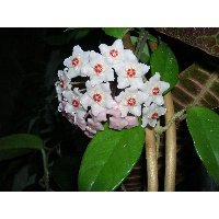 Рыбалкина Елена Вячеславовна