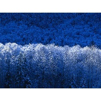 Сергеева Светлана Алексеевна