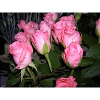 Гульсина Салахова