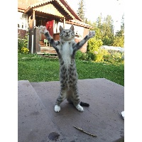 Ефимова Т.А.